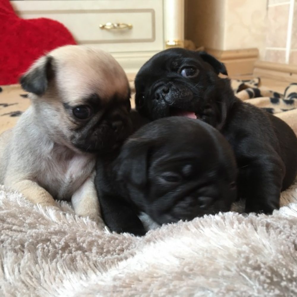 Pug macho e femea Lindo Filhote