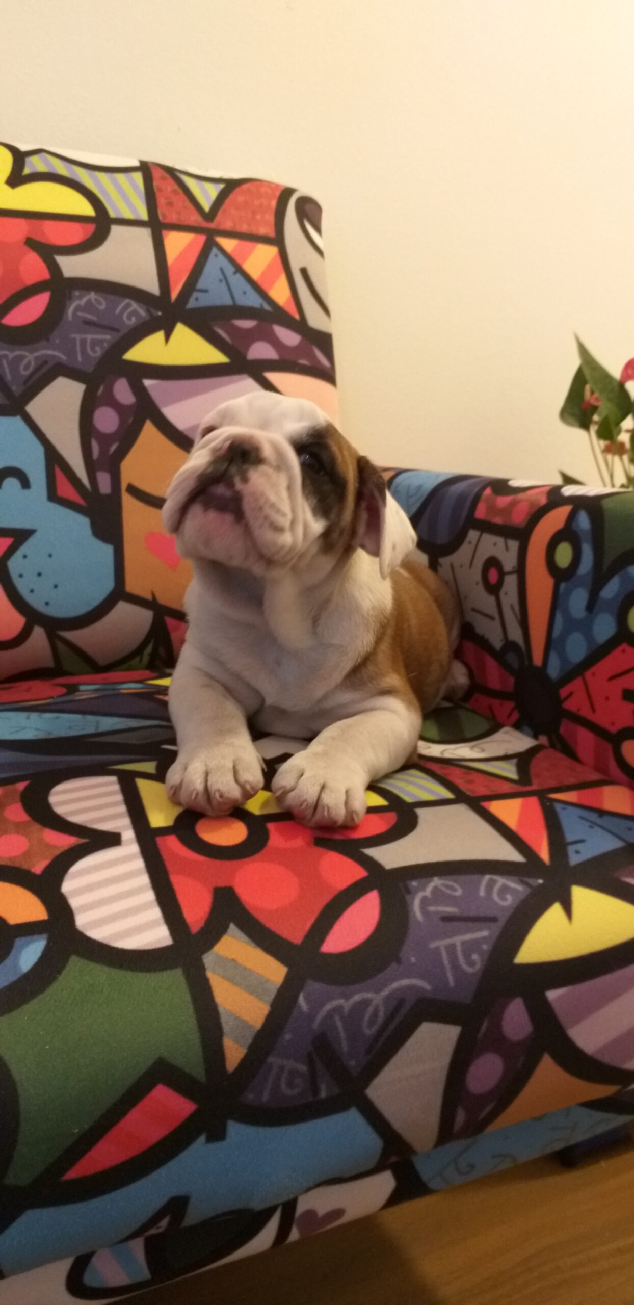 Lindos bebês de buldog à  venda