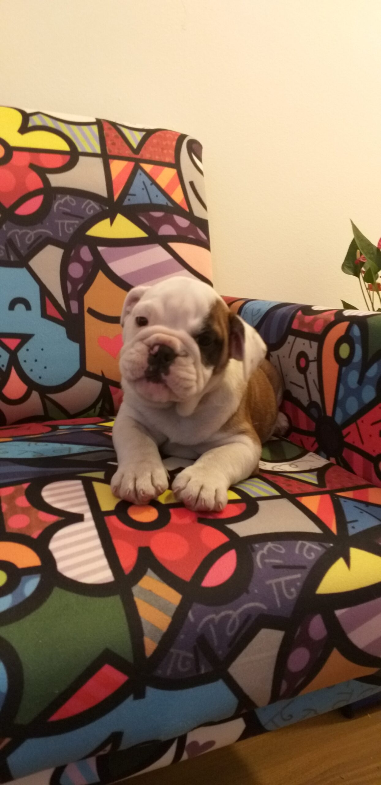 Vendo linda buldog fêmea