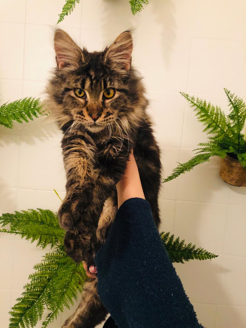 Vendo lindo Maine coon com pedigree
