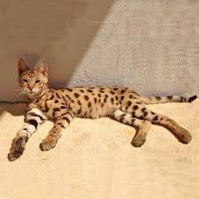 Bem socializado F1 e F2 Savannah gatinhos disponíveis