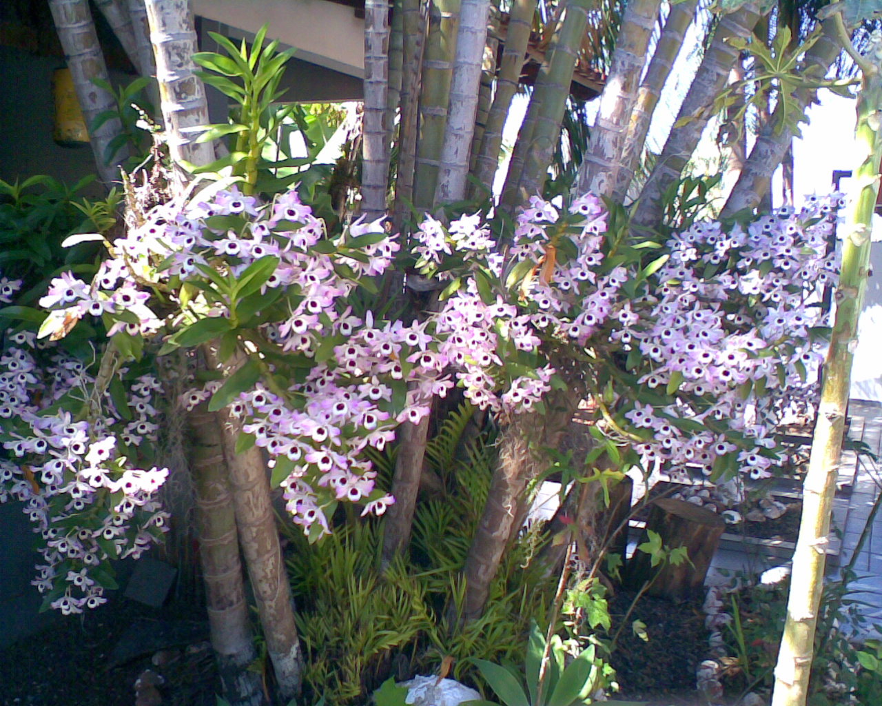 ORCHIDS###Venda de Orquídeas comuns Londrina
