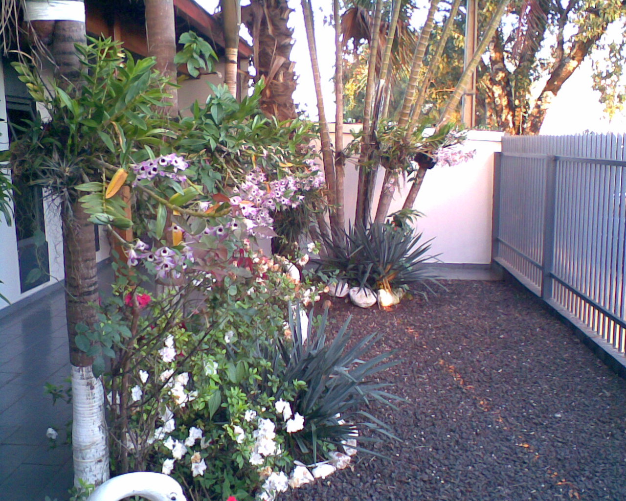 ORCHIDS###Venda de Orquídeas comuns Londrina