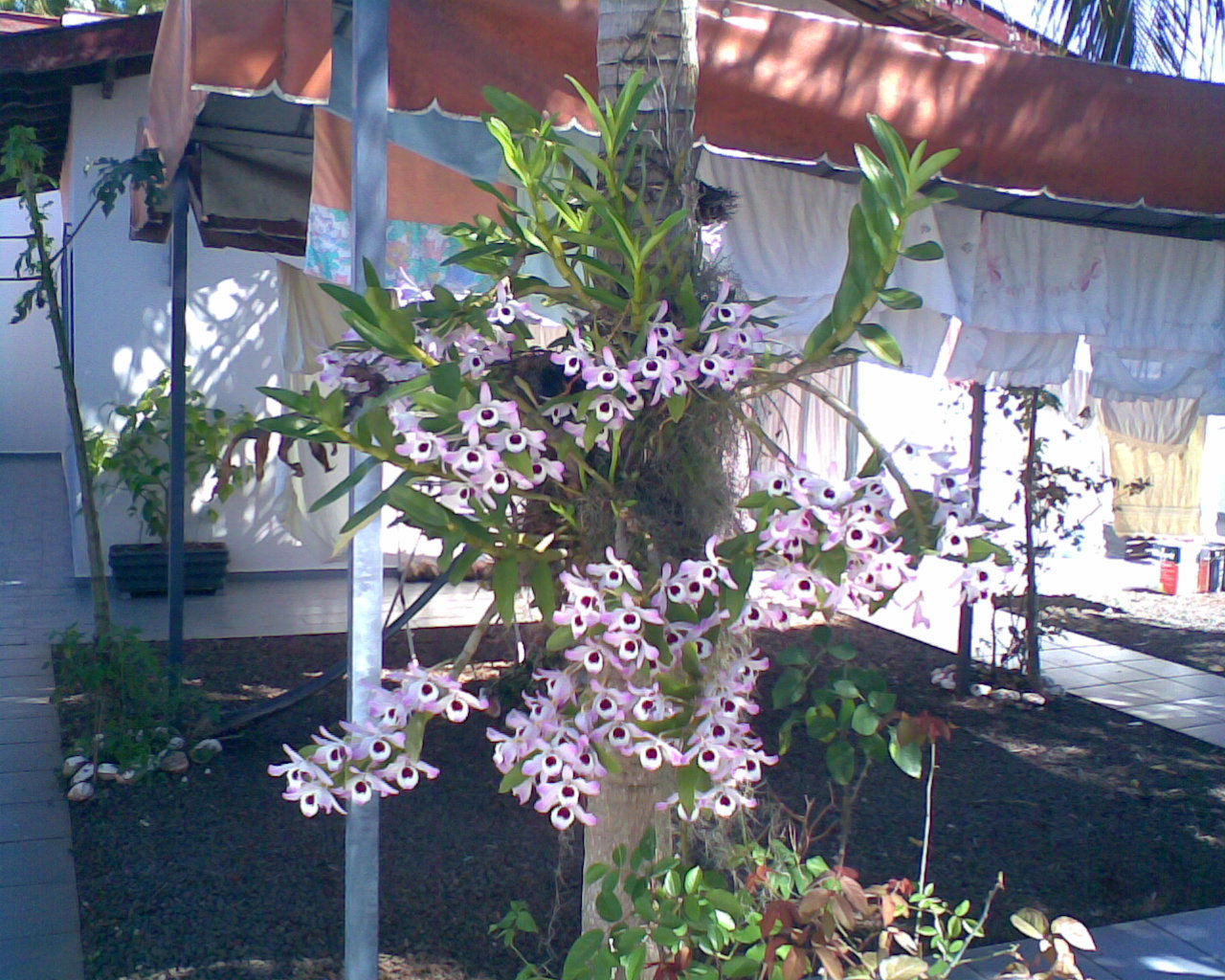ORCHIDS###Venda de Orquídeas comuns Londrina