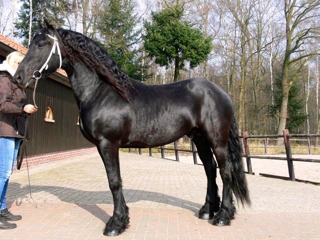 cavalo preto grande égua frisão bonito