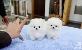 Filhotes de cachorro Pomeranian bonitos para sua casa