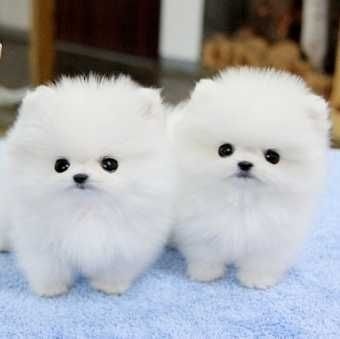 Filhotes de cachorro Pomeranian bonitos para sua casa