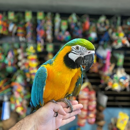 Adoráveis ​​pássaros de arara azul e dourada para suas casa