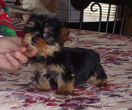 Filhotes de cachorro bonitos de Yorkie Terrier para adoção