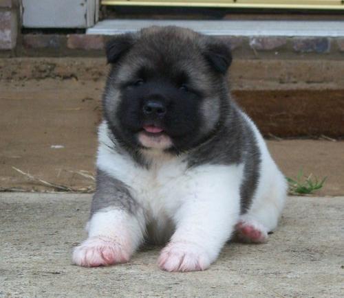 Akitas masculino e feminino