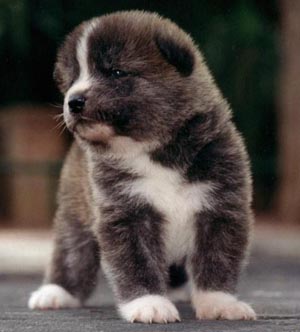 Akitas masculino e feminino