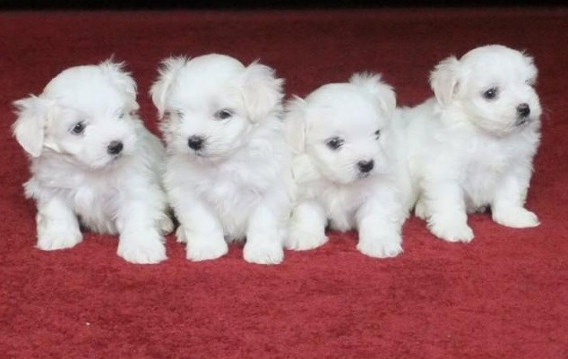 Cães e filhotes de cachorro maltês à venda