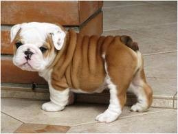 Cachorros e cachorros ingleses do buldogue venda