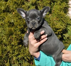 Filhotes De Buldogue Francês