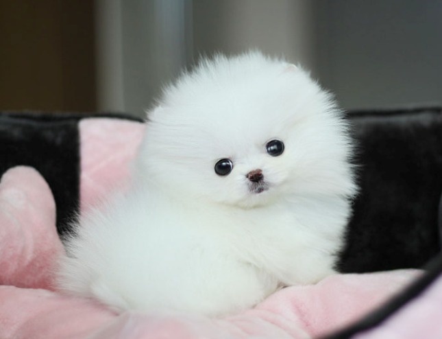 Filhotes de Pomeranian disponíveis