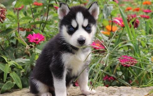 Lindos filhotes de Husky Siberiano