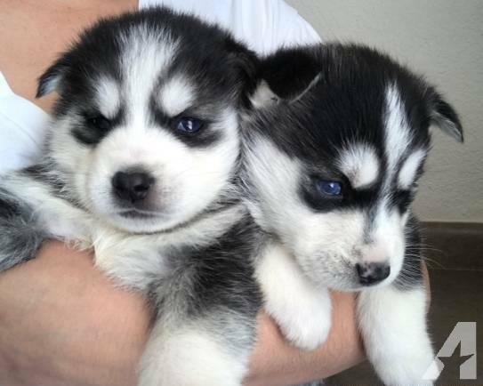 Dois jovens Husky siberiano masculino e feminino para adoção
