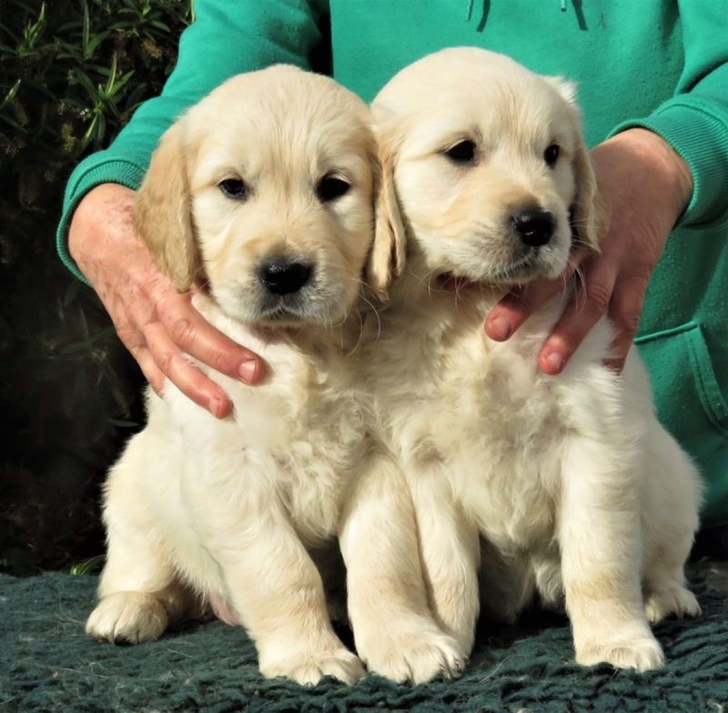 2 adoráveis filhotes de Golden Retriever para adoção gratuita