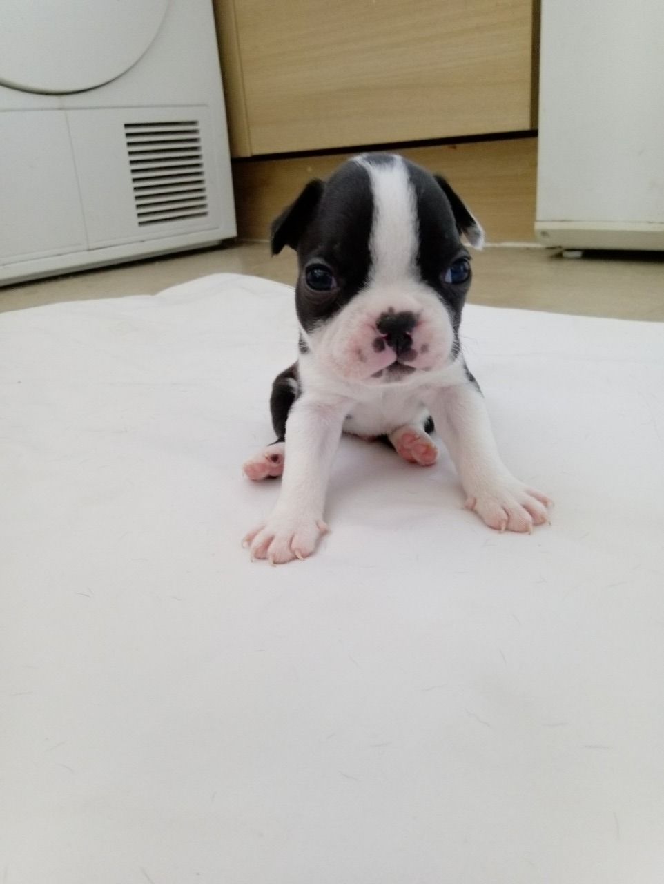 Adoráveis ​​filhotes de Boston Terrier