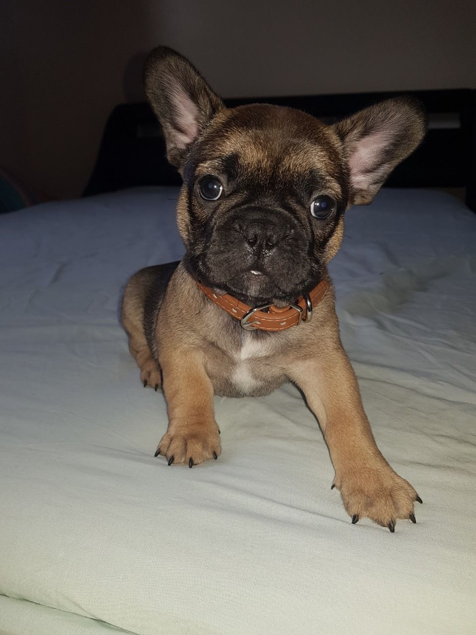 Buldogue francês disponível para venda
