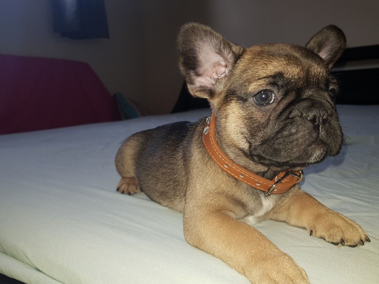 Buldogue francês disponível para venda