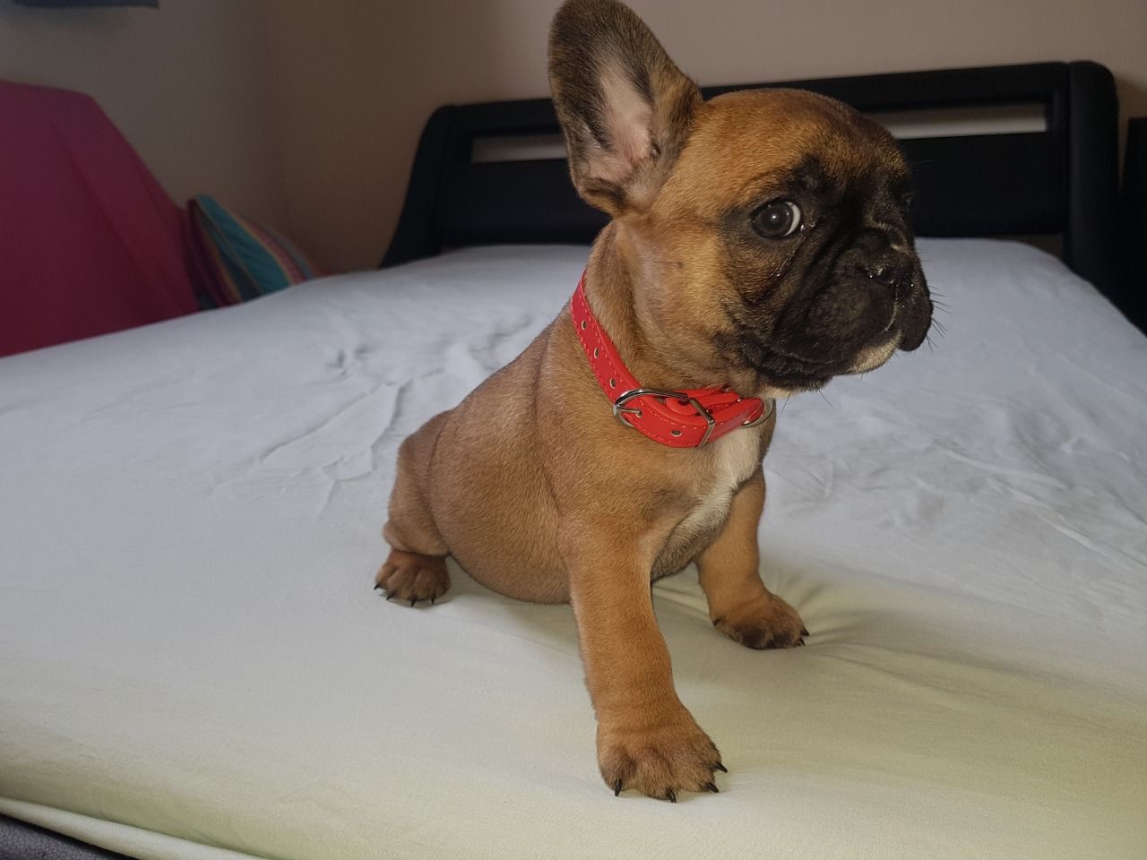 Buldogue francês disponível para venda