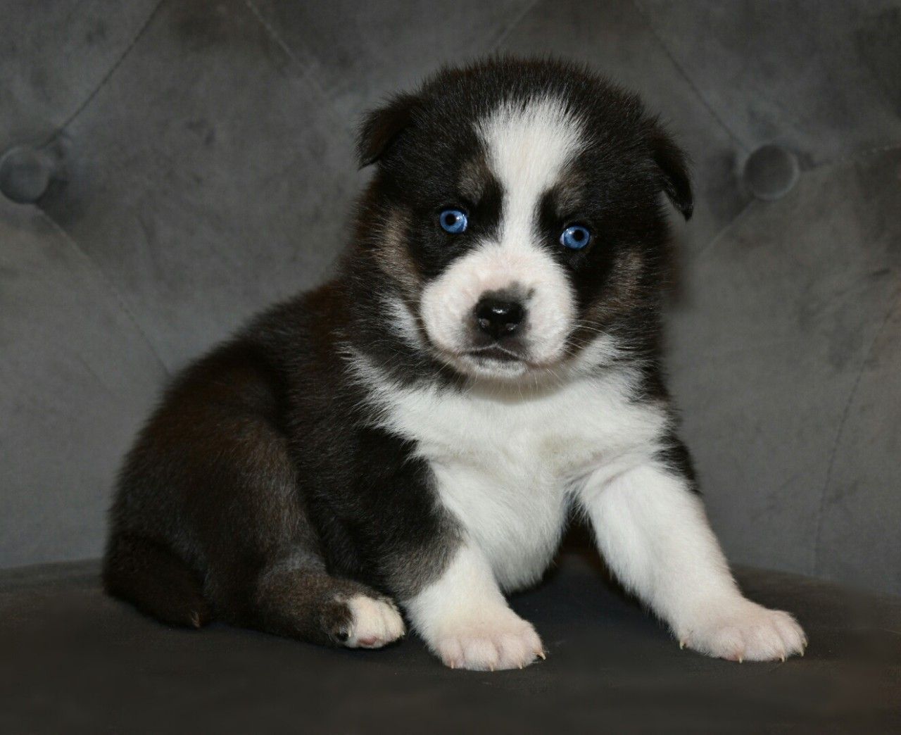 Filhotes de cachorro impressionantes de Pomsky