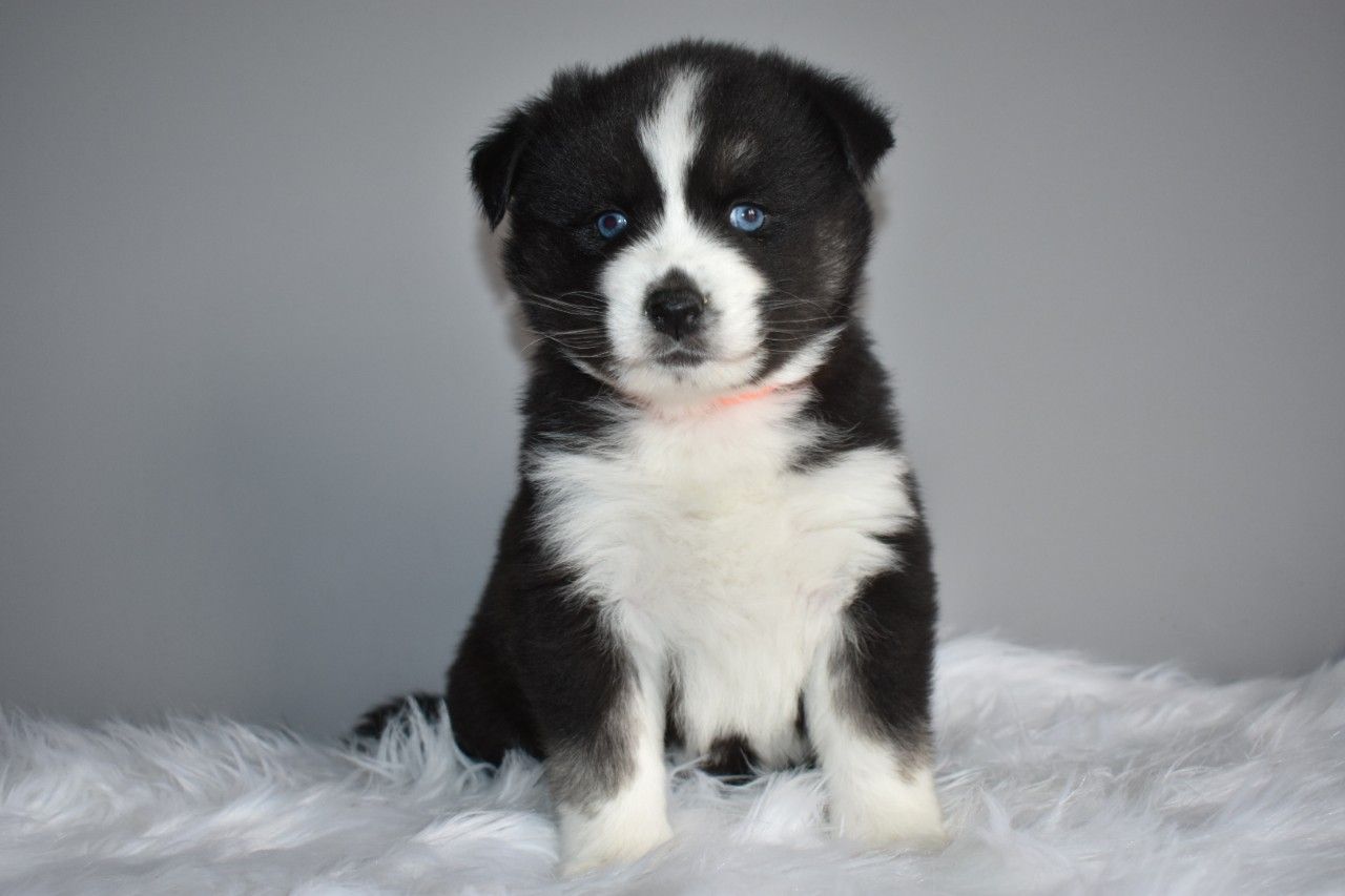 Filhotes de cachorro impressionantes de Pomsky