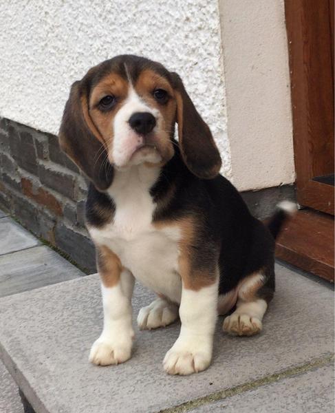 Filhotes Beagle disponíveis para venda