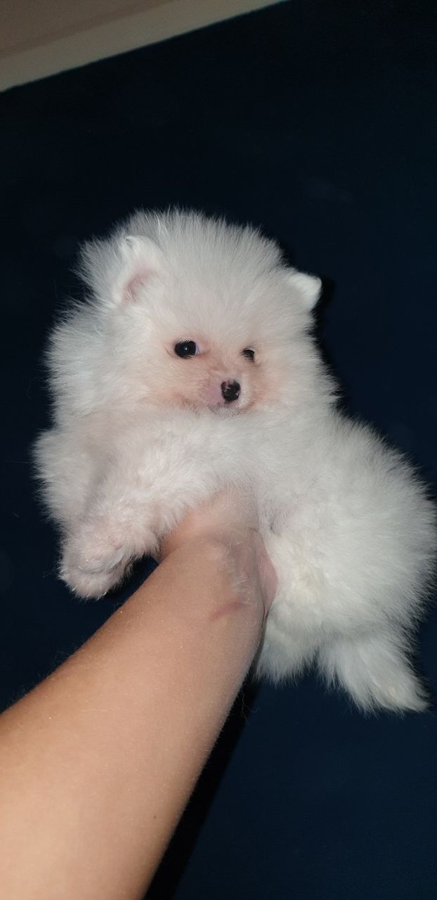 lindos filhotes de Pomerânia à venda