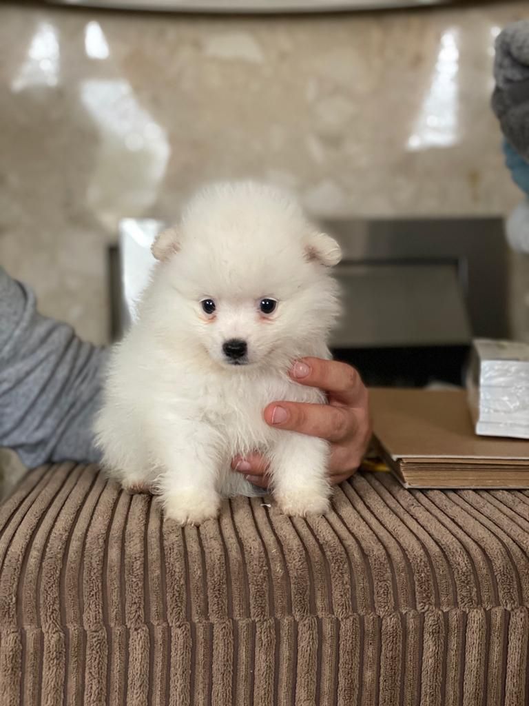 Splitz alemão bonito bebê menina pronto agora