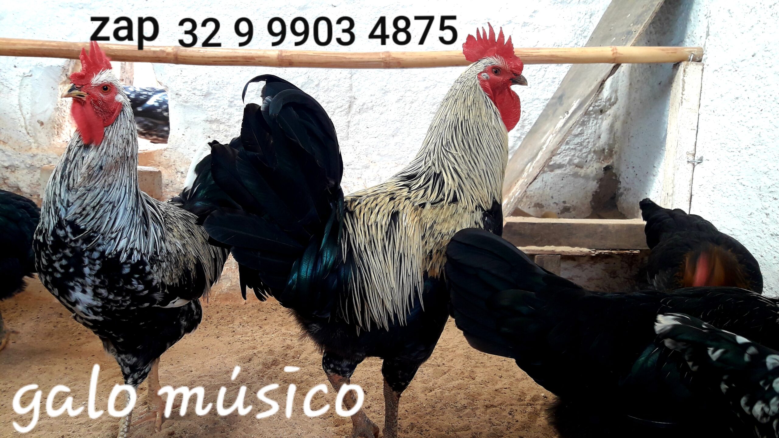 Ovos Galados Férteis da Raça Galinha e Galo Músico Cantor. Pintinhos Frangos Frangas