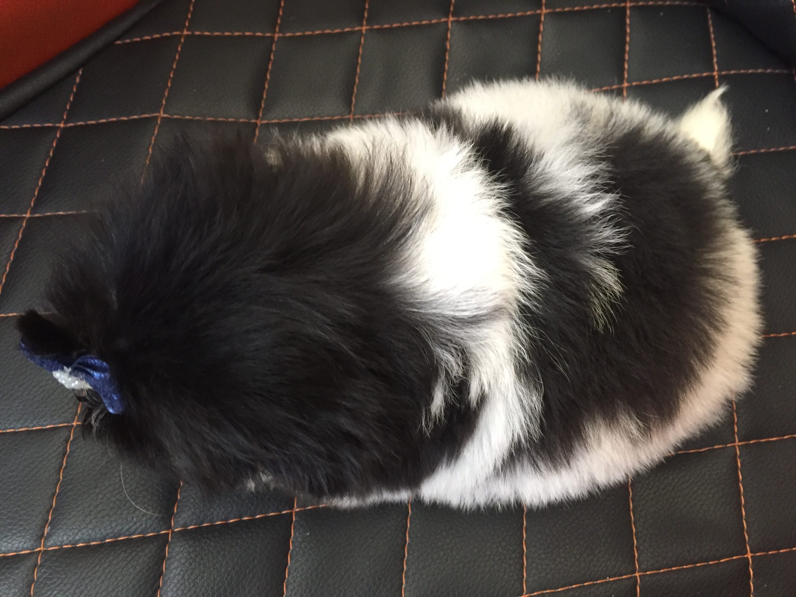 Filhote de Shih Tzu Macho 100% Puro – Já Adestrado