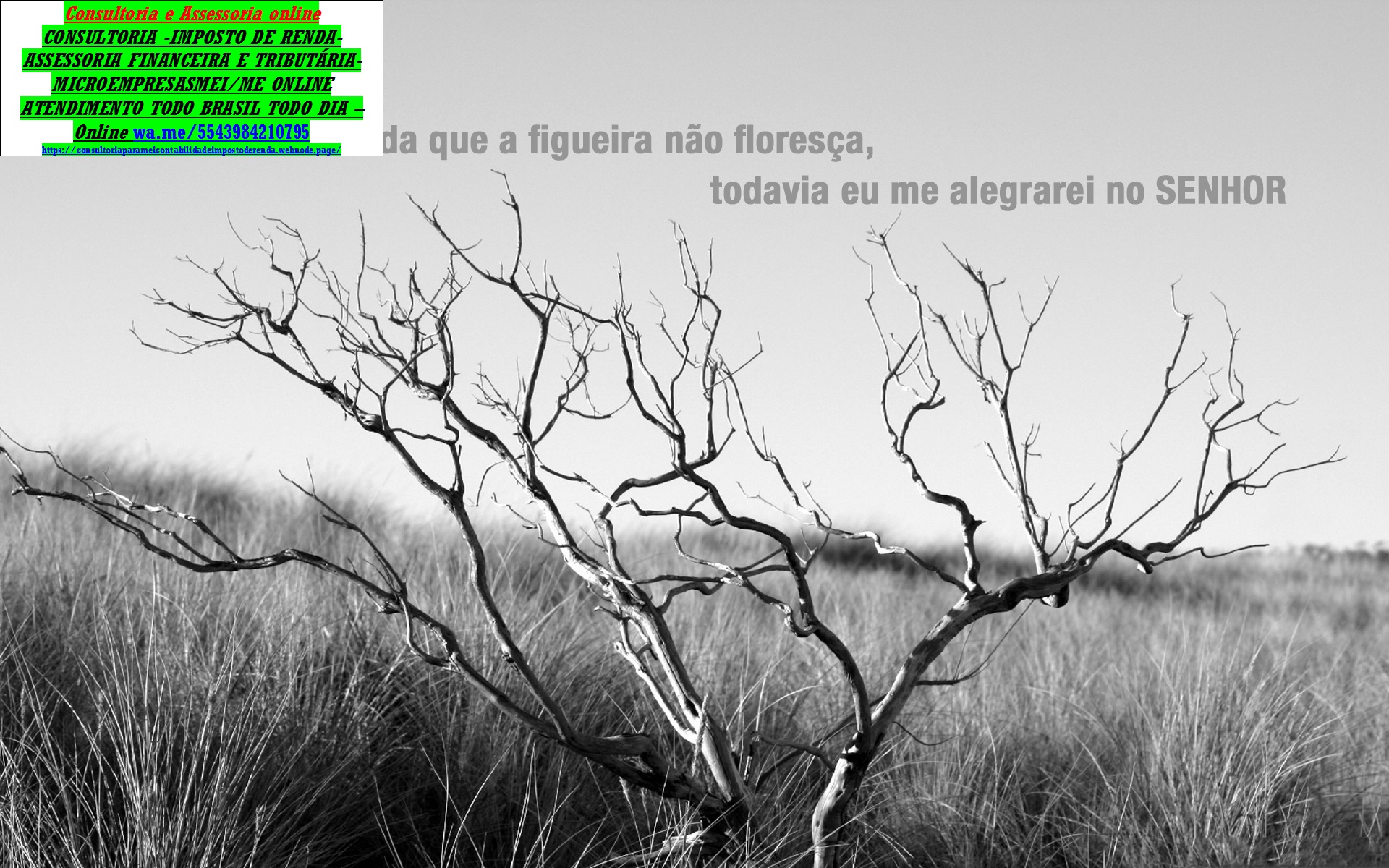 Business Consultoria Propaganda Digital Agência de Propaganda e Publicidade