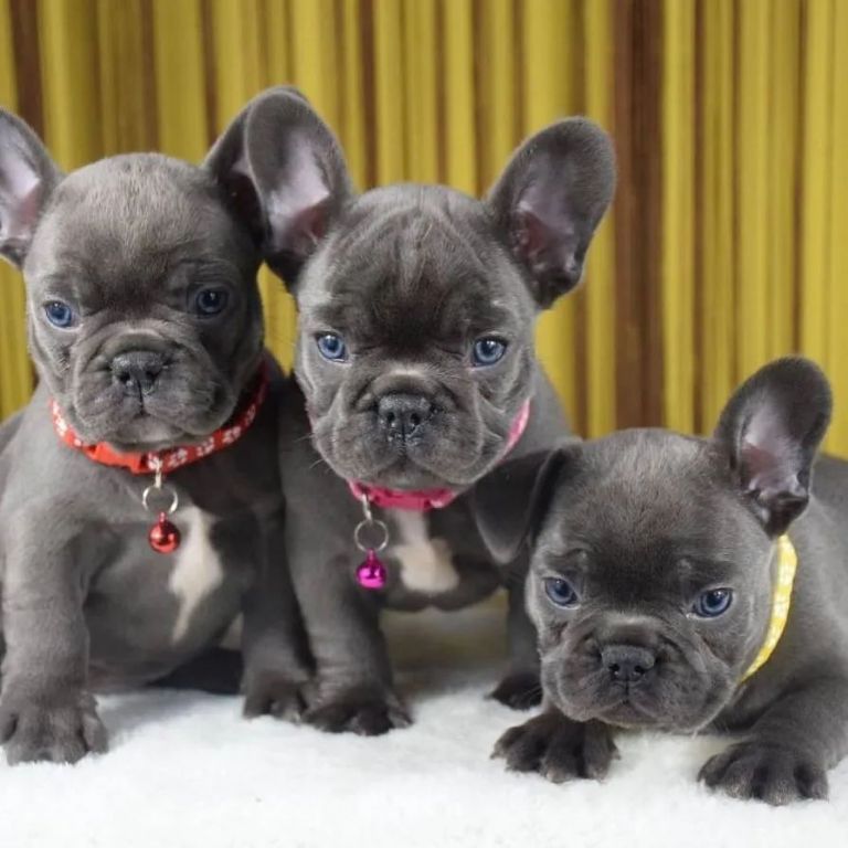 Lindos filhotes de Bulldog Francês Azul