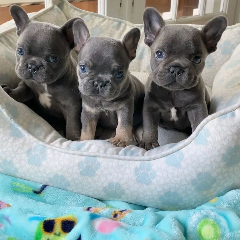 Lindos filhotes de Bulldog Francês Azul